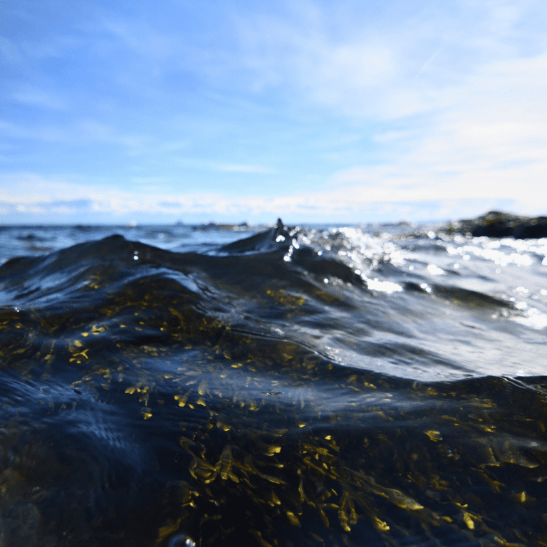 The Surprising Ingredient in Your Daily Routine: Seaweed